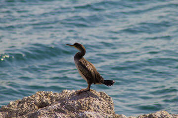 cormorano sullo scoglio