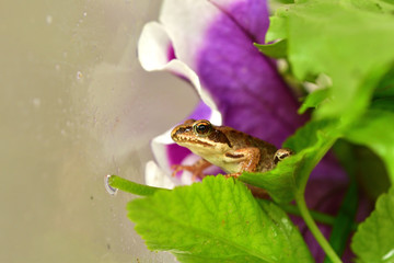 macro photography frog in colorful flowers