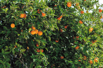 Pomarańcze na drzewie, drzewo pomarańczowe - obrazy, fototapety, plakaty
