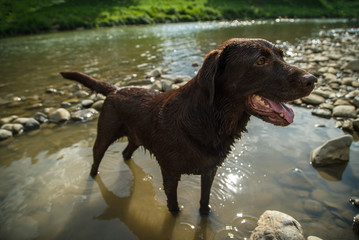 A dog in the river is hot summer 