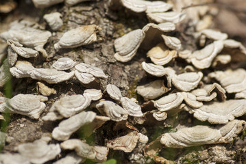 Tree mushrooms on a tree.