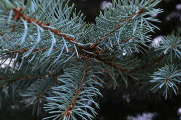 Naklejka na ściany i meble Blue spruce branch - Needles
