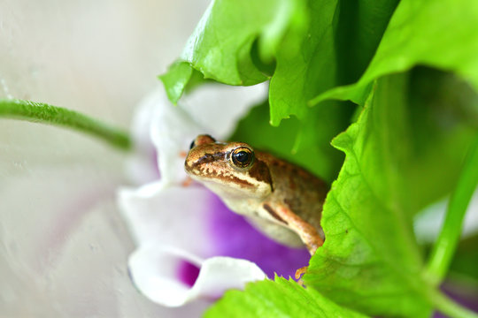 macro photography frog in colorful flowers