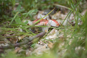 Forest mushrooms in the grass, in the woods