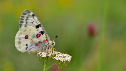 Parnassius apollo  317
