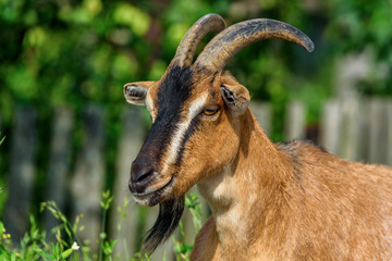 portrait of ginger goats