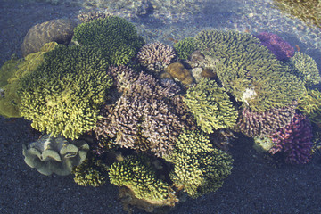 Corals.