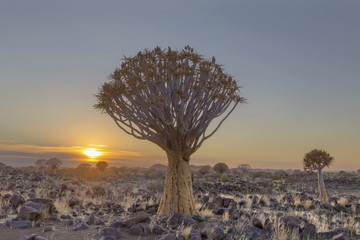 Quiver trees at sunrise