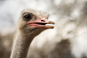 ostrich animal portrait