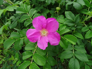 Цветок шиповника | Rose hip flower