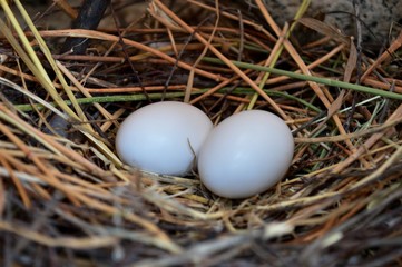 Naklejka na ściany i meble eggs in the nest 