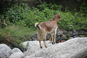 Himachal Pradesh