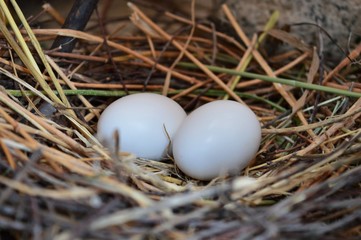 Naklejka na ściany i meble eggs in the nest 