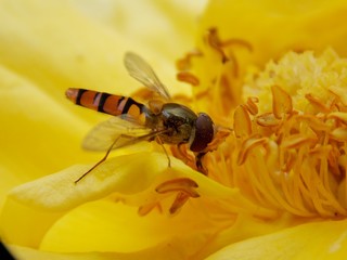 wasp on yellow flower
