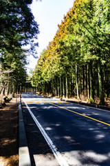Obraz premium the forest of jeju