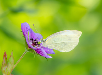 Cabbage butterfly on a flower blossom