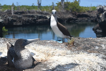 Blue footed booby
