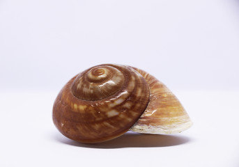 Caracola