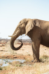 Fototapeta na wymiar Elefant am Wasserloch