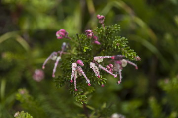 Morning wet flowers with drops after rainy night in Sabie, South Africa
