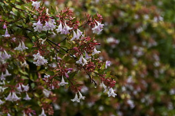 Morning wet flowers with drops after rainy night in Sabie, South Africa