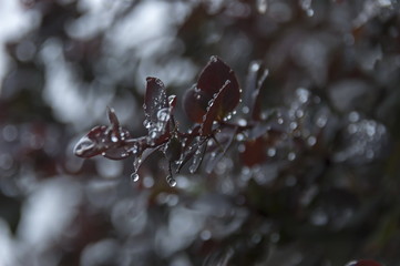 Morning wet flowers with drops after rainy night in Sabie, South Africa