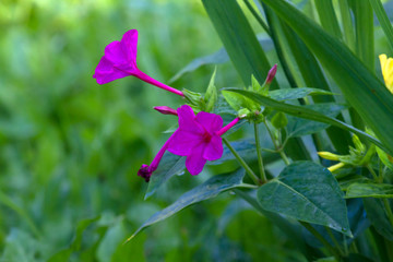 mirabilis jalapa in summer garden