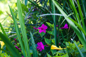 mirabilis jalapa in summer garden