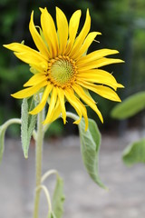 Sonnenblume