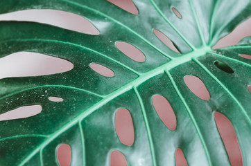 nature poster. Green palm branch. Closeup. Tropical vibes