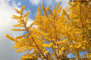 Ginkgo tree, Japan