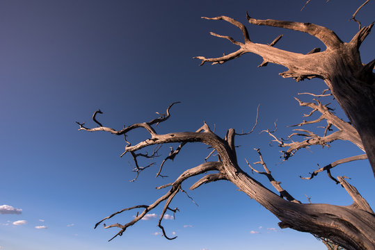 Dead tree in the desert. Concept image of global warming. Dry area without rain.