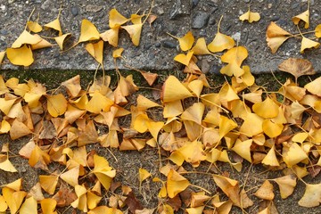 Autumn leaves, Japan