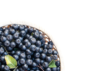 Fresh chokeberry (Aronia melanocarpa) in pot, isolated on white background