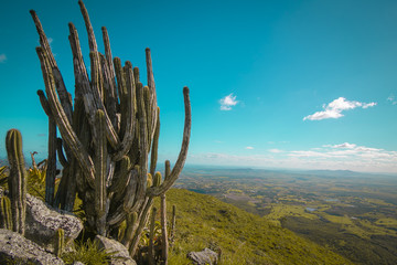cactus in the horizon