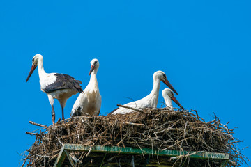 A white stork family (Ciconia ciconia) - an adult and three young stork chicks in a nest in Polish countryside