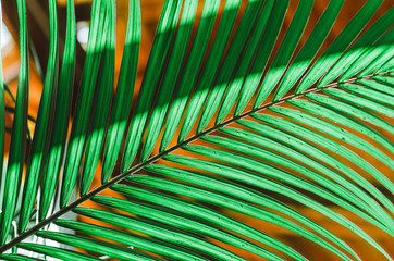 nature poster. Green palm branch. Closeup. Tropical vibes