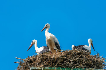 A white stork family (Ciconia ciconia) in a nest in Polish countryside