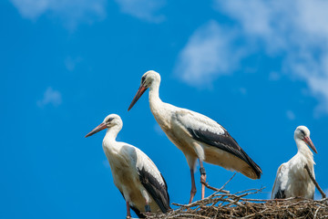 A white stork family (Ciconia ciconia) - three storks standing in a nest in Polish countryside