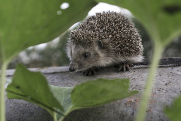 Obraz premium thorny riddle