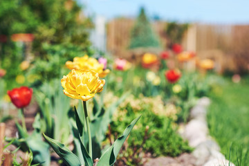 Blossomed Tulip flowers on a private croft. © Artem