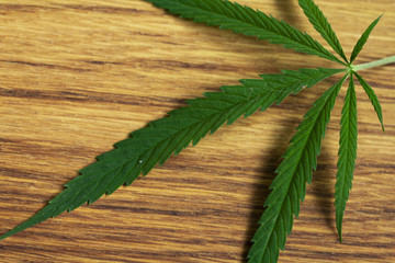 cannabis leaf on old wooden table