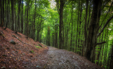 Naklejka premium summer beech forest on the slopes of the mountains, Ukrainian Carpathians