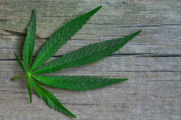 cannabis leaf on old wooden table