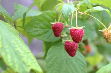 Gardening, cultivation and care of fruit concept: close-up of fresh ripe first raspberries in the garden.