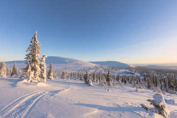Sun on the snowy woods, Pallas-Yllastunturi National Park, Muonio, Lapland, Finland