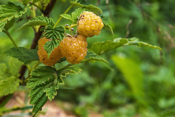Raspberries ripe on a branch