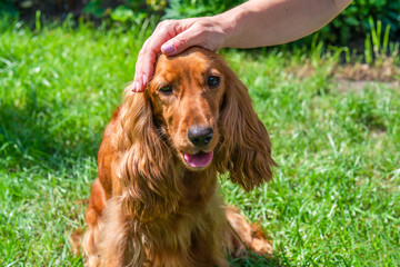 Female hand stroking a brown cocker spaniel dog in the garden - selective focus