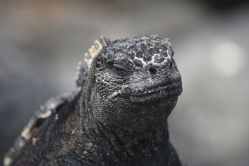 Iguana Galapagos