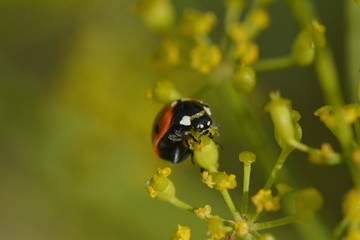 Marienkäfer